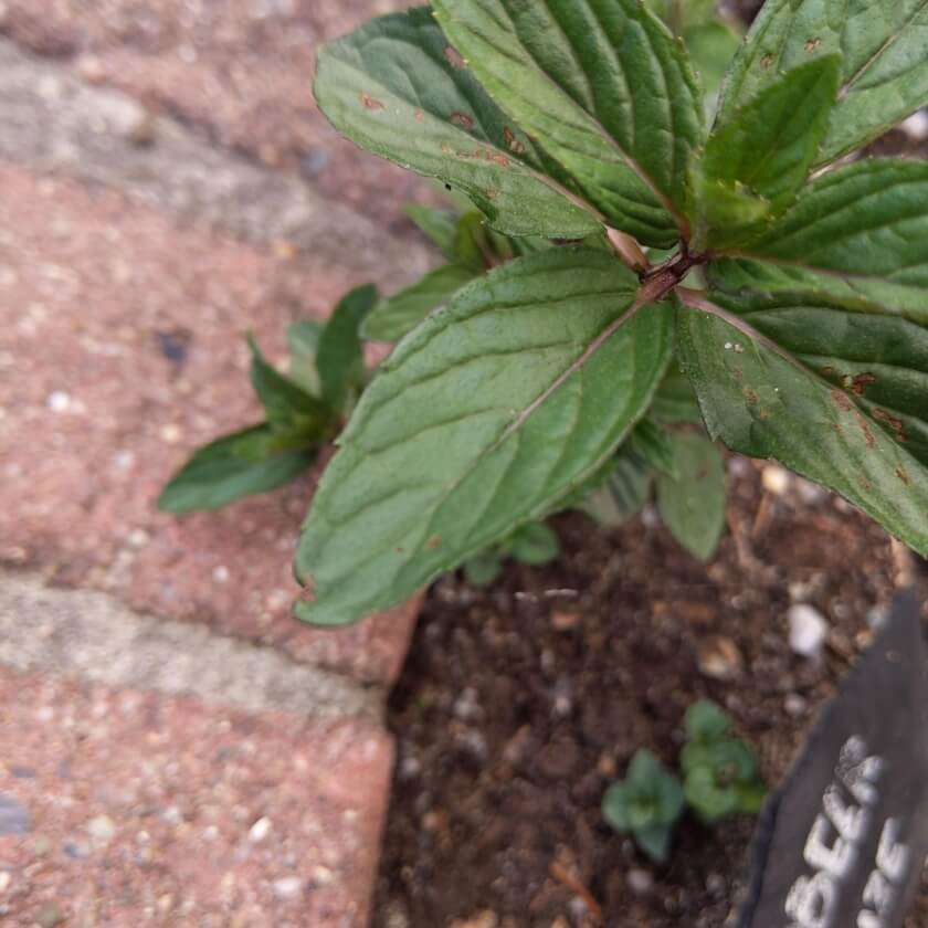 SchokoladenMinze 'Chocolate' / Mentha x piperita 'Chocolate'