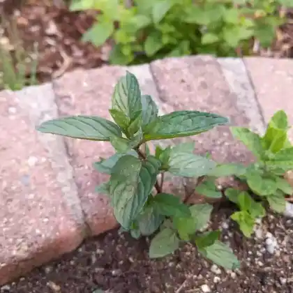 Foto von Schokoladen-Minze 'Chocolate' (Mentha x piperita 'Chocolate')