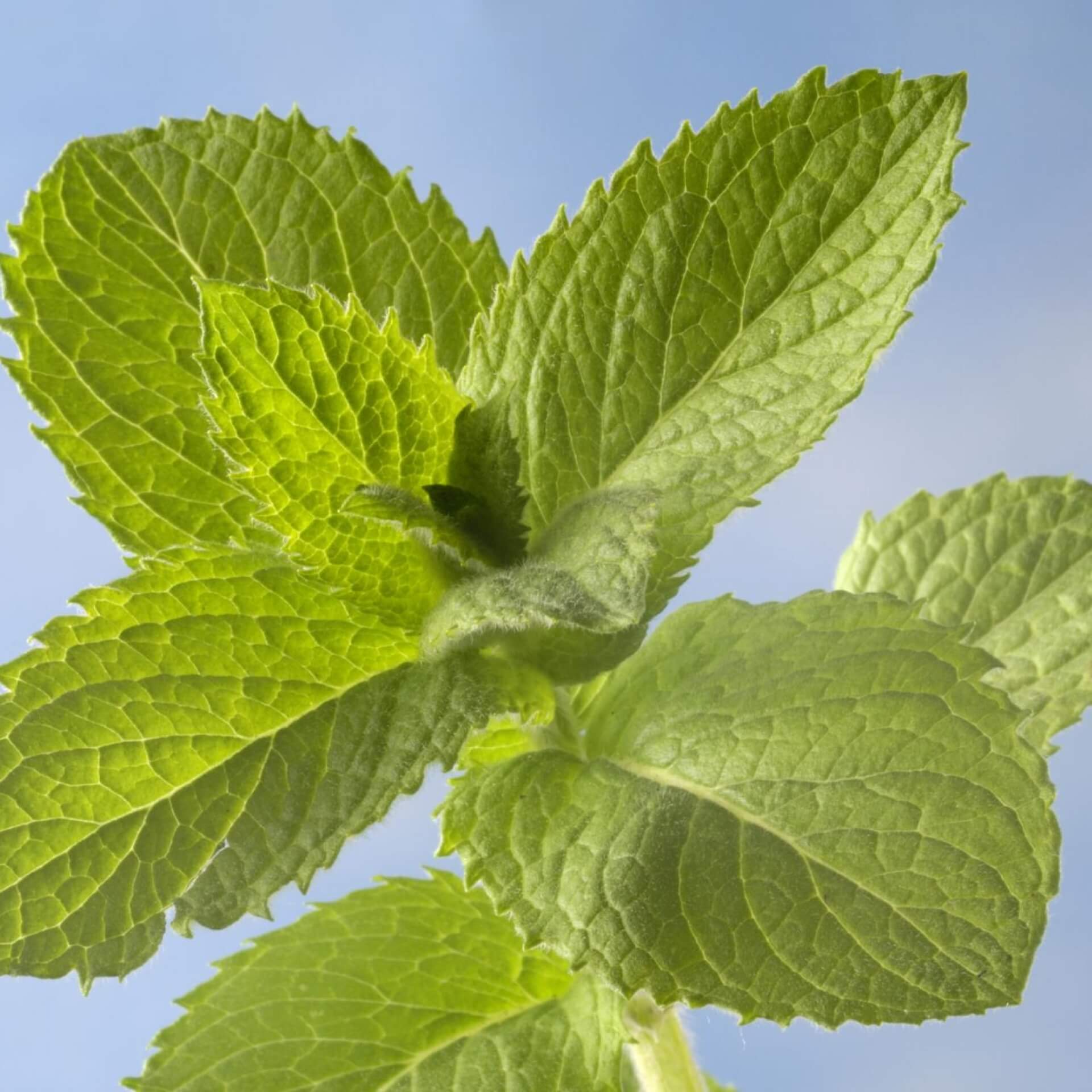 Apfelminze 'Bowles' (Mentha x rotundifolia 'Bowles')