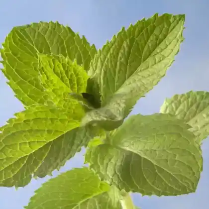 Foto von Apfelminze 'Bowles' (Mentha x rotundifolia 'Bowles')