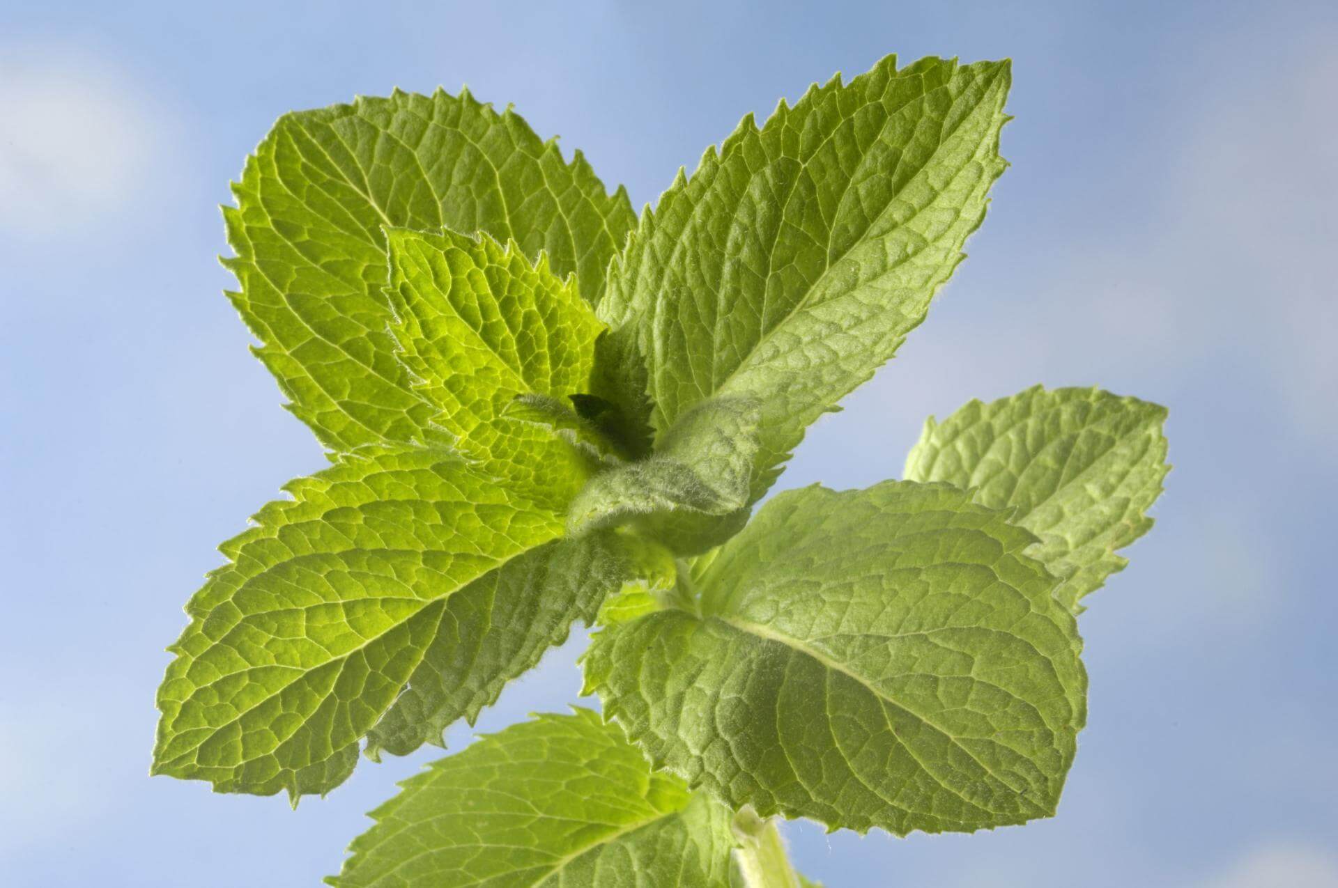 Apfelminze 'Bowles' / Mentha x rotundifolia 'Bowles'