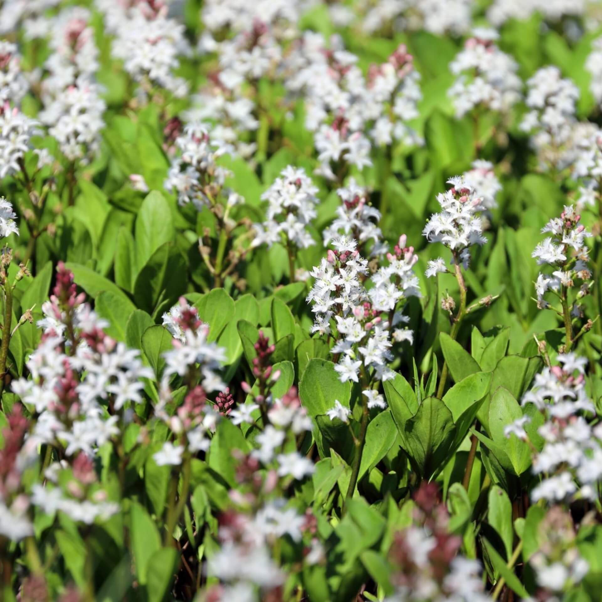 Fieberklee (Menyanthes trifoliata)