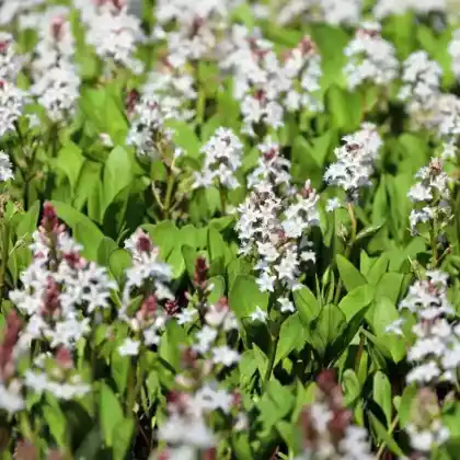 Foto von Fieberklee (Menyanthes trifoliata)