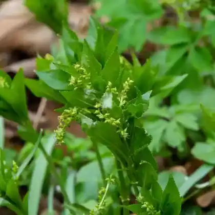 Foto von Ausdauerndes Bingelkraut (Mercurialis perennis)