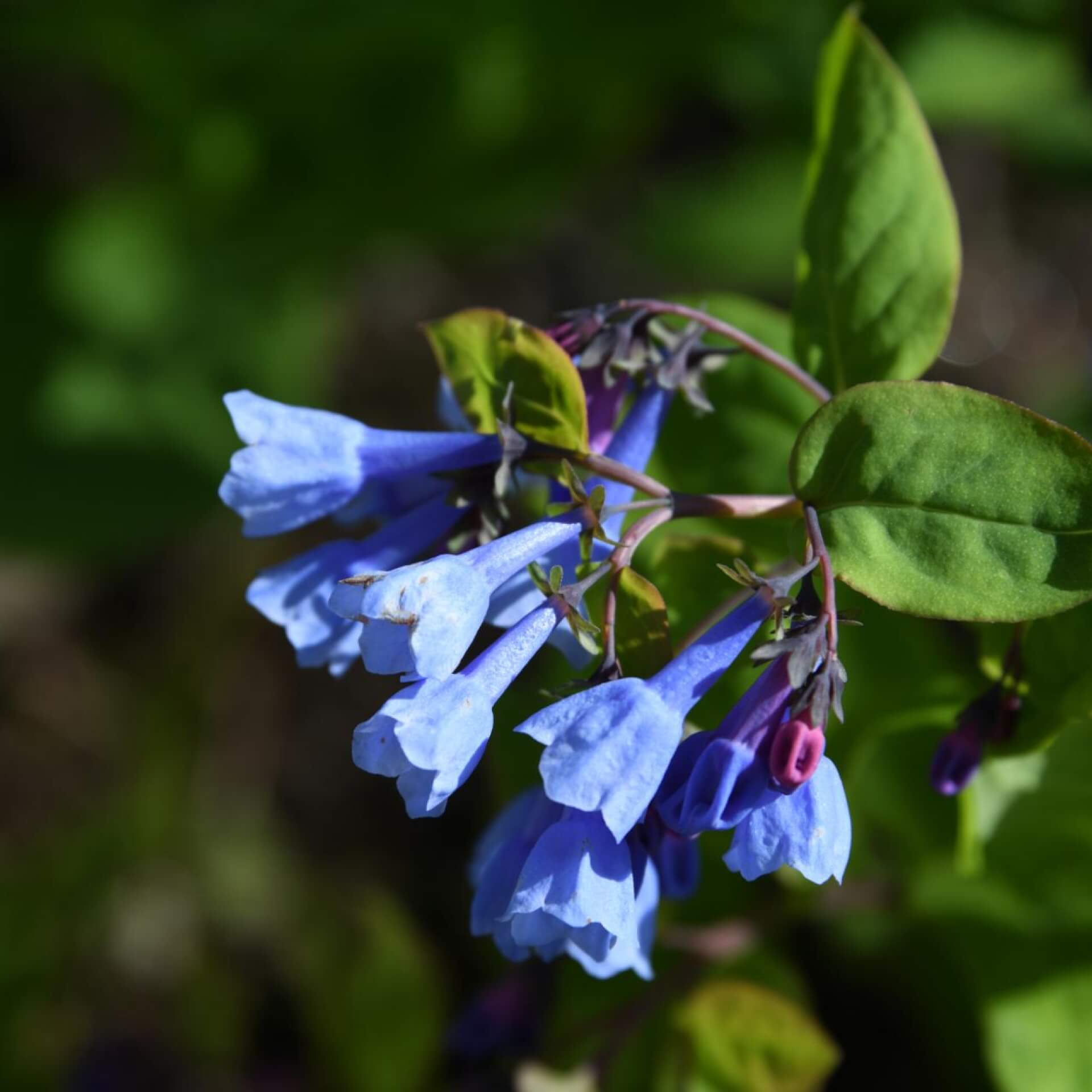 Küsten-Blauglöckchen (Mertensia maritima)