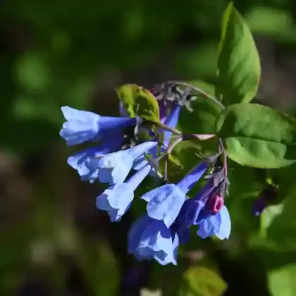 Foto von Küsten-Blauglöckchen (Mertensia maritima)