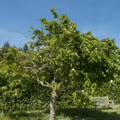 Foto von Mispel 'Nottingham' (Mespilus germanica 'Nottingham')