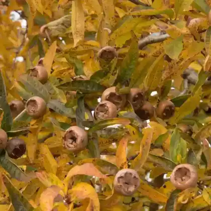 Foto von Mispel 'Westerveld' (Mespilus germanica 'Westerveld')