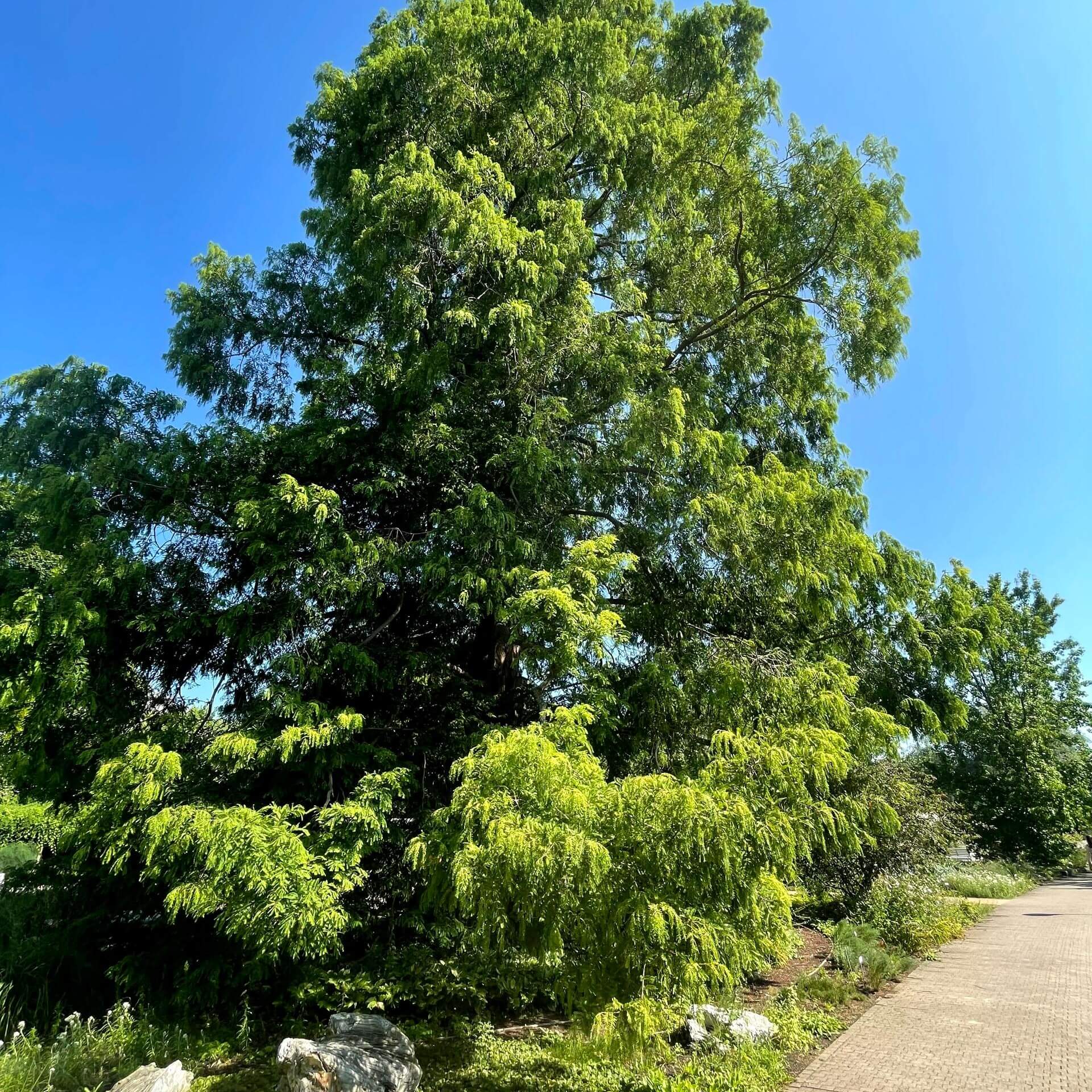 Chinesisches Rotholz (Metasequoia glyptostroboides)