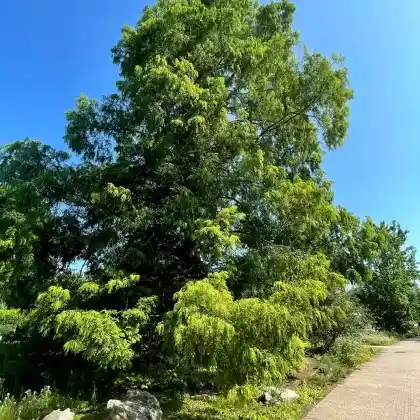 Foto von Chinesisches Rotholz (Metasequoia glyptostroboides)