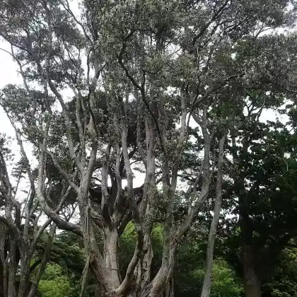 Foto von Neuseeländischer Weihnachtsbaum (Metrosideros excelsa)