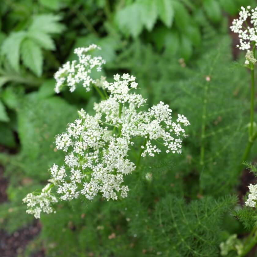 37+ Doldenblütler Garten, Charakteristisch sin die mehrfach
