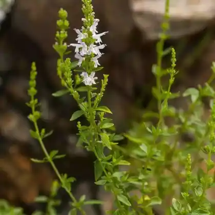 Foto von Quendelblättrige Bergminze (Micromeria thymifolia)