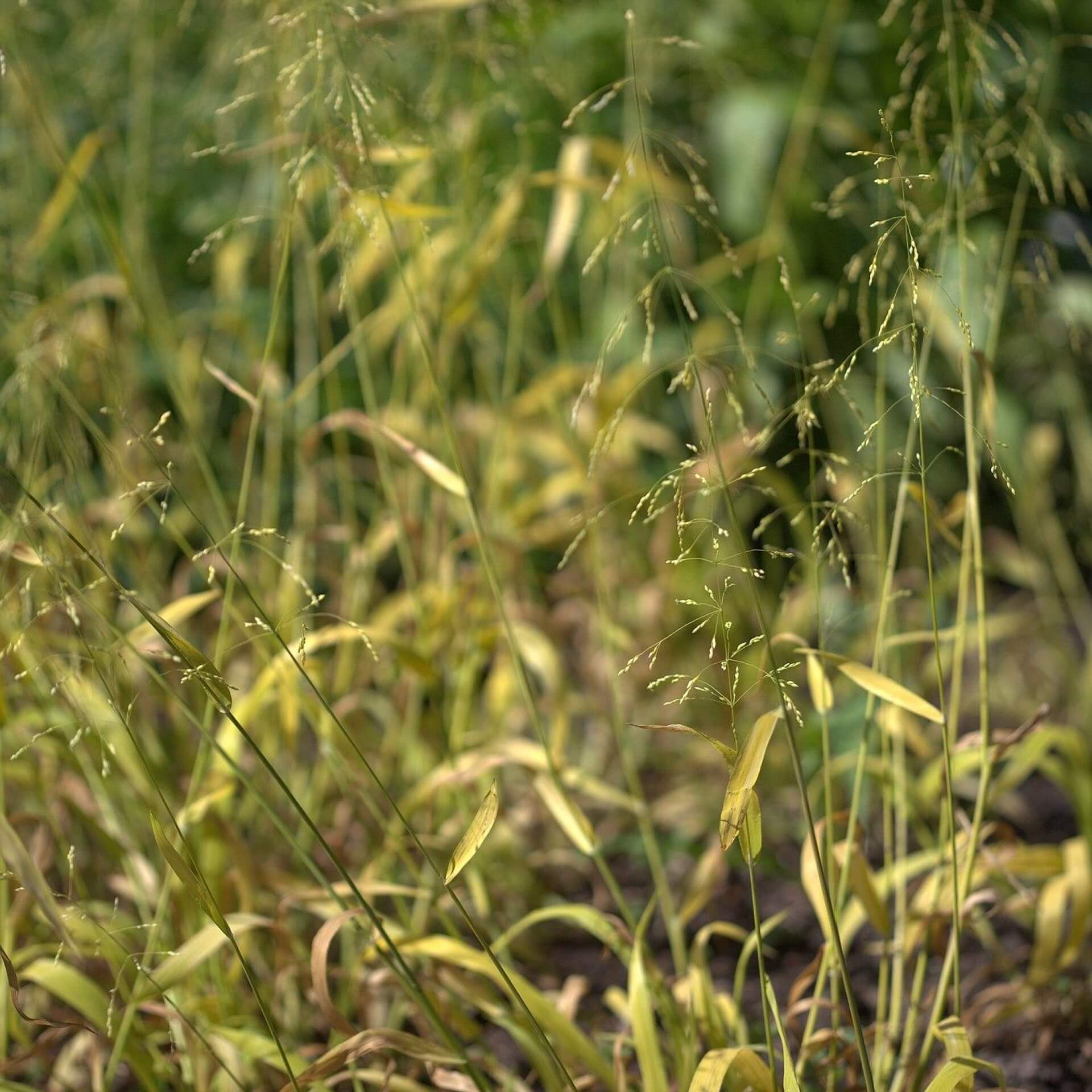 Wald-Flattergras (Milium effusum)