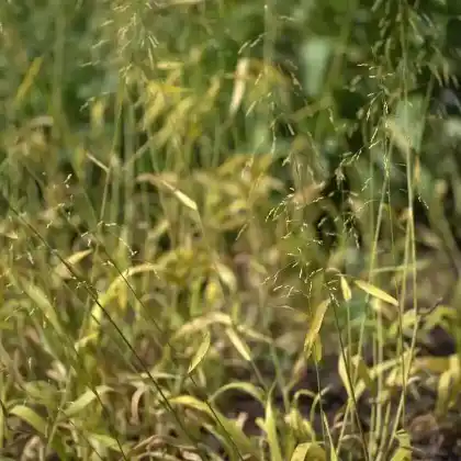 Foto von Wald-Flattergras (Milium effusum)