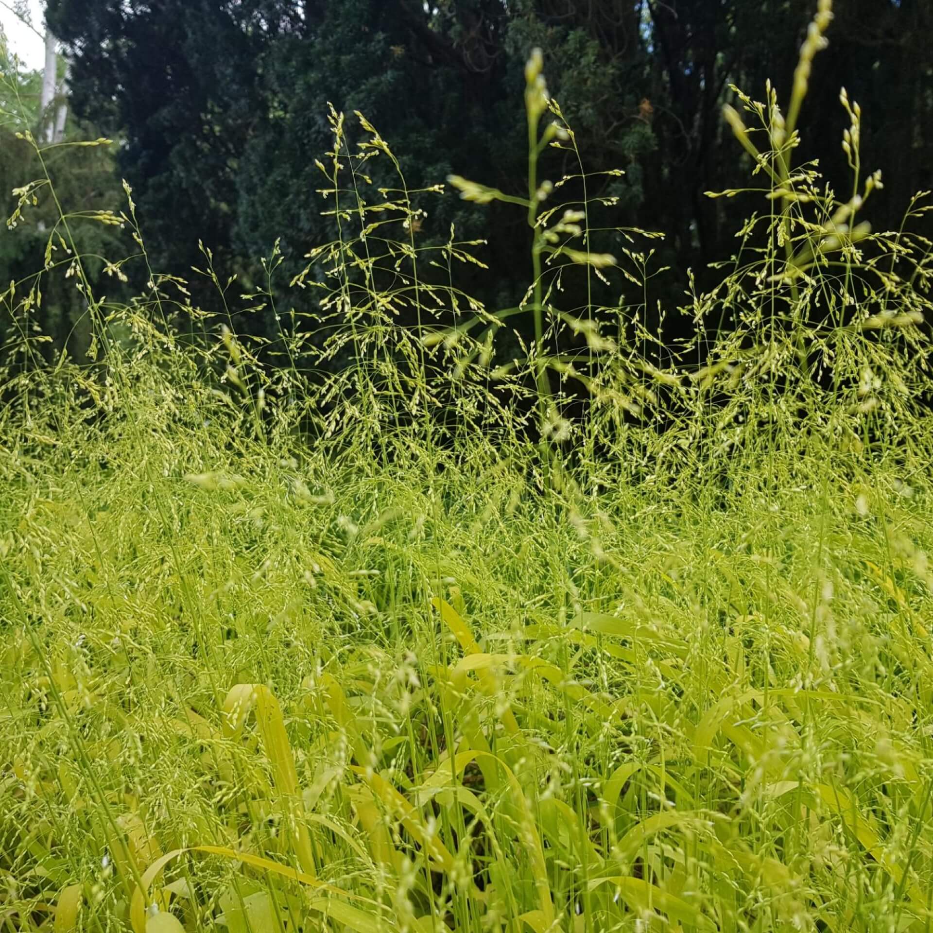 Gold-Flattergras (Milium effusum 'Aureum')