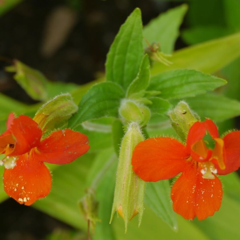 Scharlachrote Gauklerblume / Mimulus cardinalis