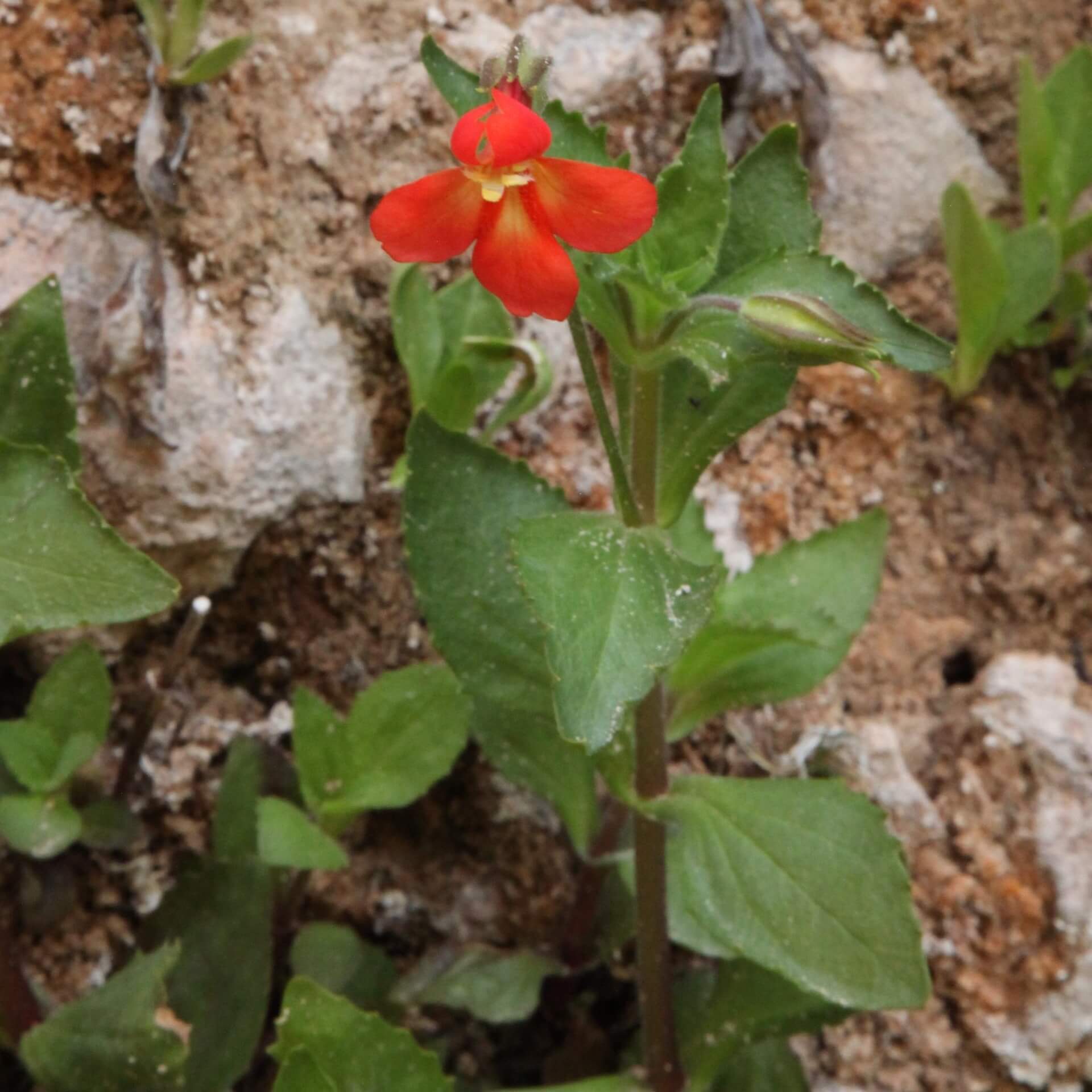 Scharlachrote Gauklerblume (Mimulus cardinalis)