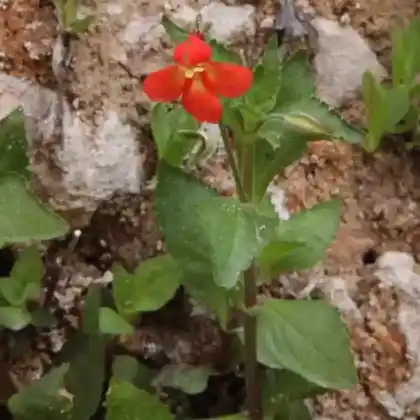 Foto von Scharlachrote Gauklerblume (Mimulus cardinalis)
