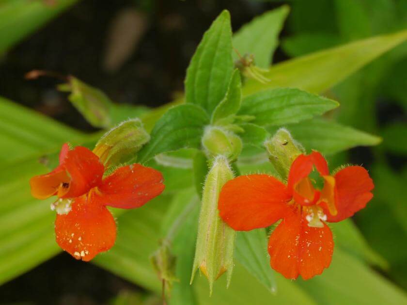 Scharlachrote Gauklerblume / Mimulus cardinalis