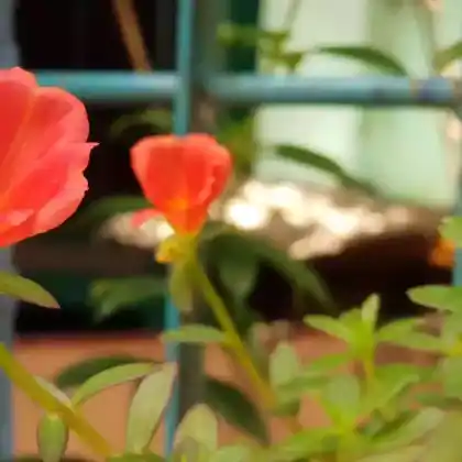 Foto von Gauklerblume 'Roter Kaiser' (Mimulus cupreus 'Roter Kaiser')