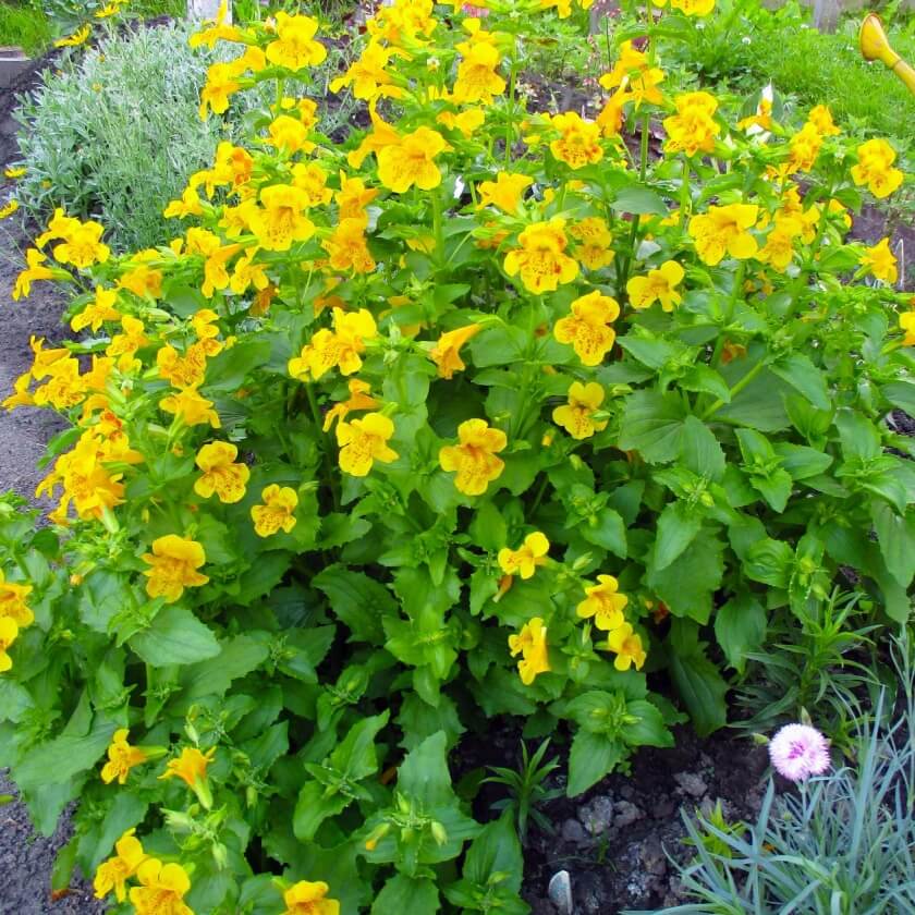 Gelbe Gauklerblume / Mimulus luteus
