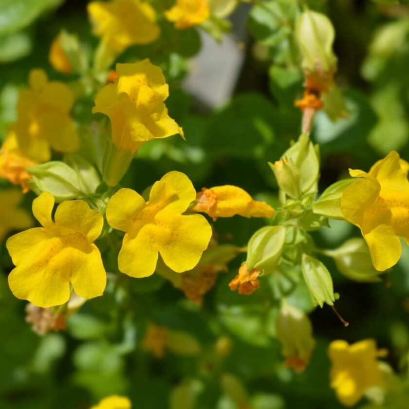 Gelbe Gauklerblume / Mimulus luteus
