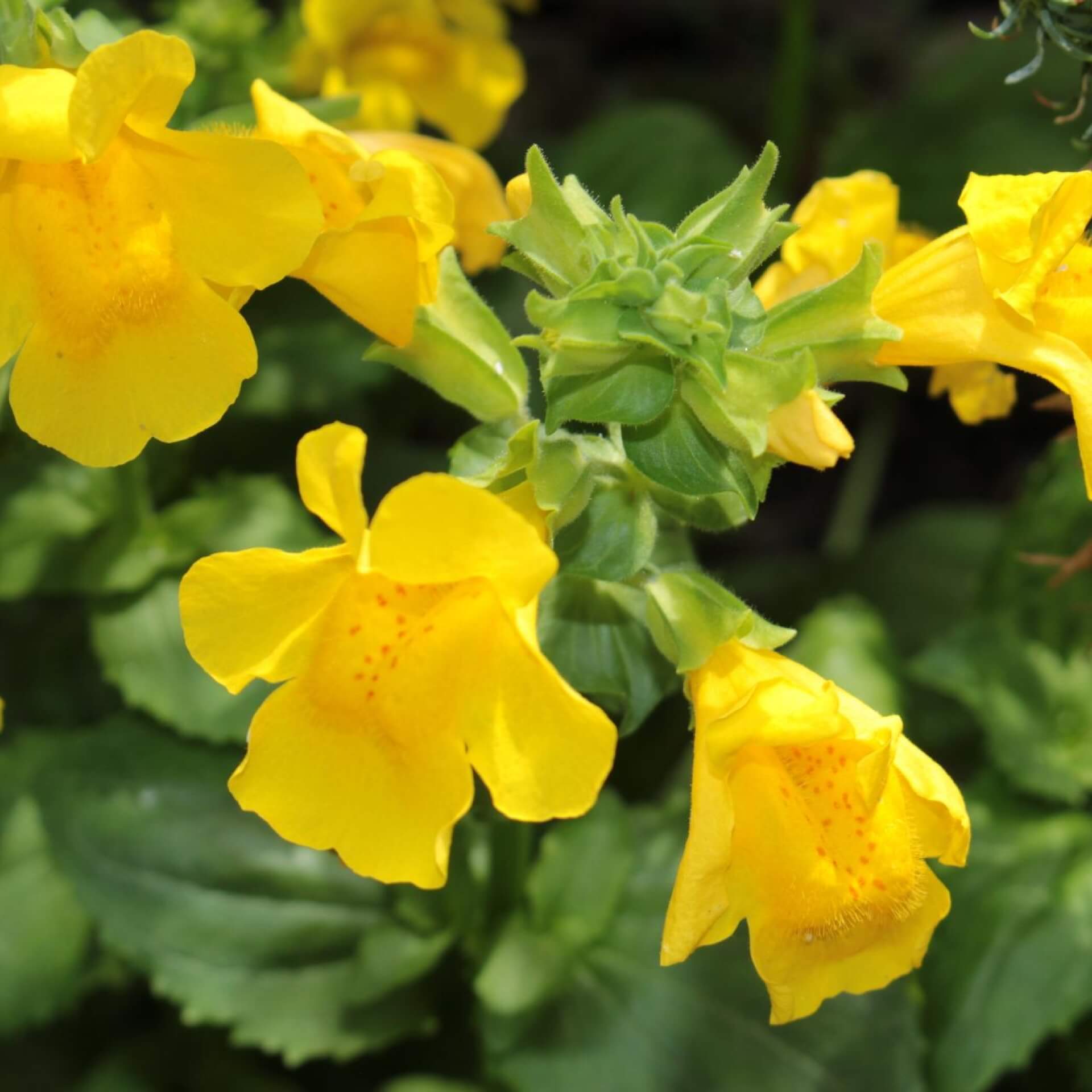 Gelbe Gauklerblume (Mimulus luteus)