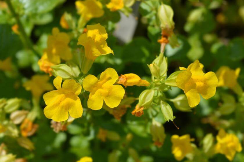 Gelbe Gauklerblume / Mimulus luteus