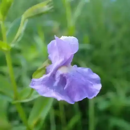 Foto von Blaue Gauklerblume (Mimulus ringens)
