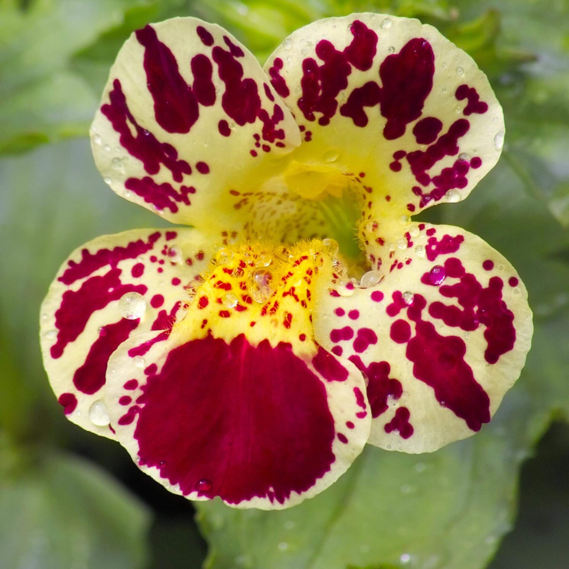 Gauklerblume 'Grandiflorus' (Mimulus luteus 'Tigrinus Grandiflorus')