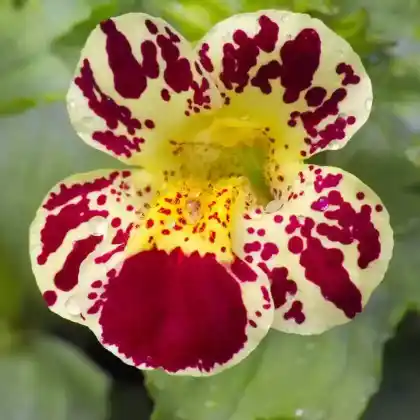 Foto von Gauklerblume 'Grandiflorus' (Mimulus luteus 'Tigrinus Grandiflorus')