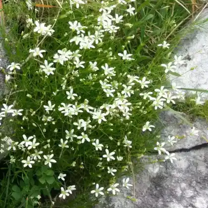Foto von Österreichische Miere (Minuartia austriaca)