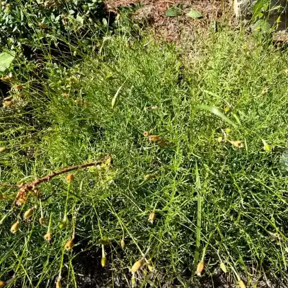 Foto von Lärchenblättrige Miere (Minuartia laricifolia)
