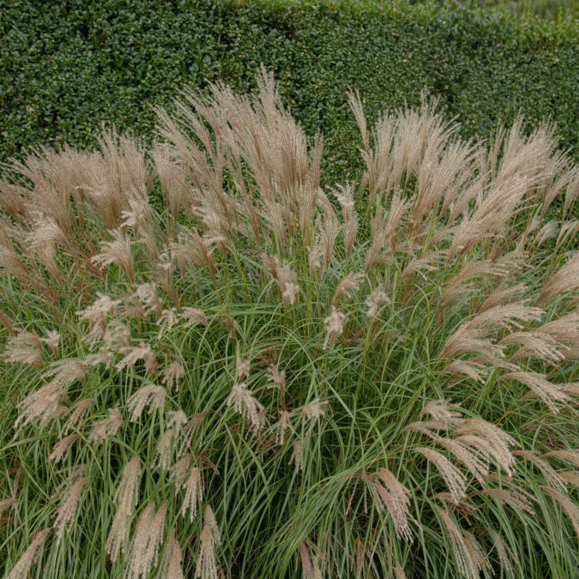 Chinaschilf 'Adagio' (Miscanthus sinensis 'Adagio')