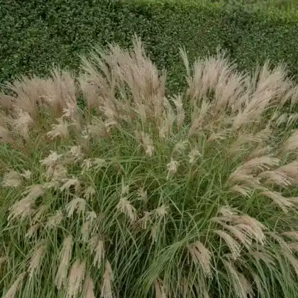 Foto von Chinaschilf 'Adagio' (Miscanthus sinensis 'Adagio')