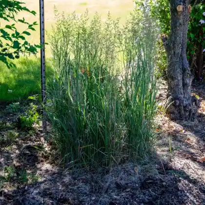 Foto von Chinaschilf 'Cosmopolitan' (Miscanthus sinensis 'Cosmopolitan')