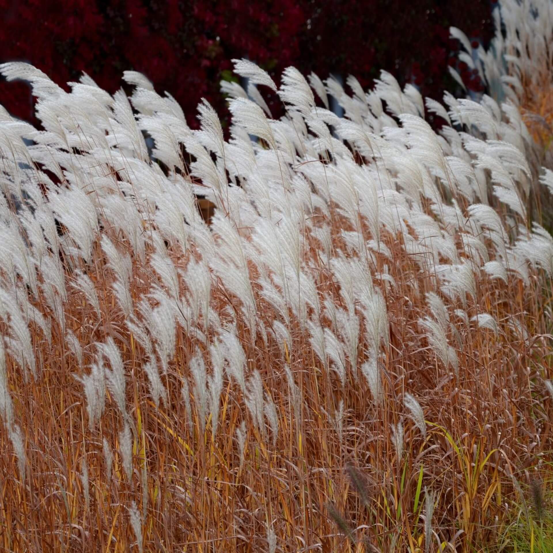 Chinaschilf 'Dronning Ingrid' (Miscanthus sinensis 'Dronning Ingrid')