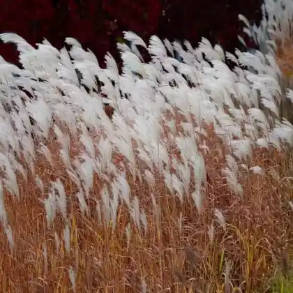 Foto von Chinaschilf 'Dronning Ingrid' (Miscanthus sinensis 'Dronning Ingrid')