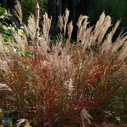 Foto von Chinaschilf 'Ferner Osten' (Miscanthus sinensis 'Ferner Osten')
