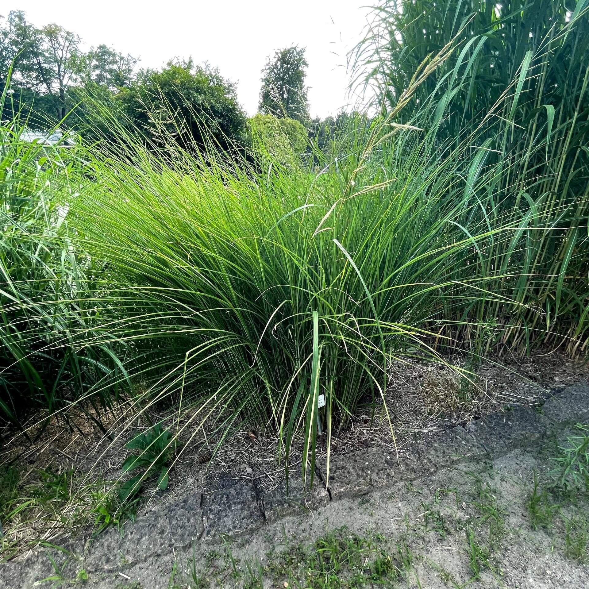 Chinaschilf 'Gracillimus' (Miscanthus sinensis 'Gracillimus')