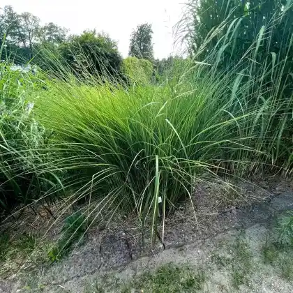 Foto von Chinaschilf 'Gracillimus' (Miscanthus sinensis 'Gracillimus')