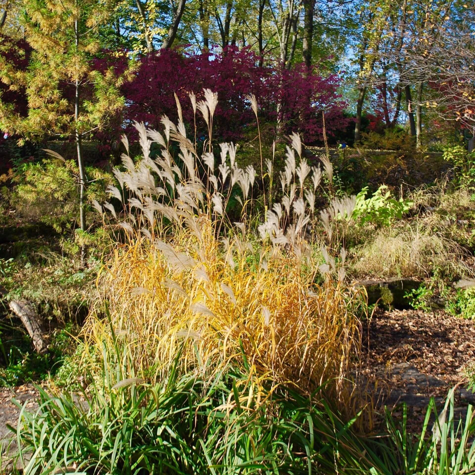 Chinaschilf 'Graziella' (Miscanthus sinensis 'Graziella')