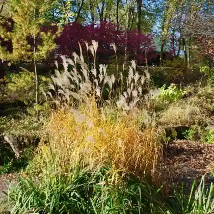 Foto von Chinaschilf 'Graziella' (Miscanthus sinensis 'Graziella')