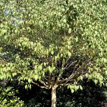 Foto von Cissusblättriger Ahorn (Acer cissifolium)