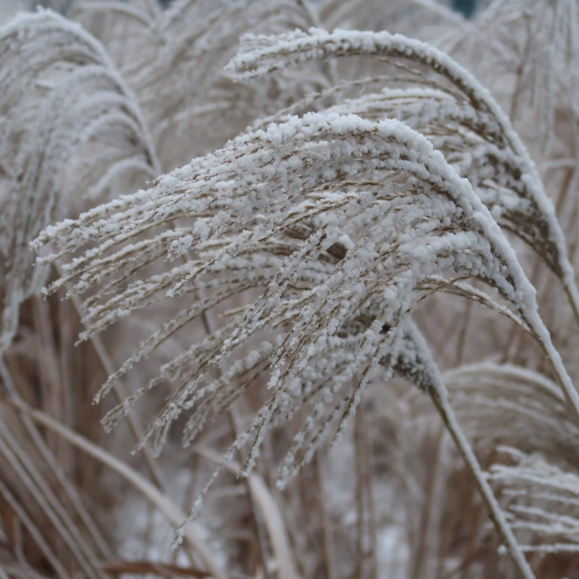 Chinaschilf 'Kaskade' (Miscanthus sinensis 'Kaskade')