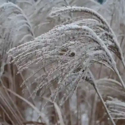 Foto von Chinaschilf 'Kaskade' (Miscanthus sinensis 'Kaskade')