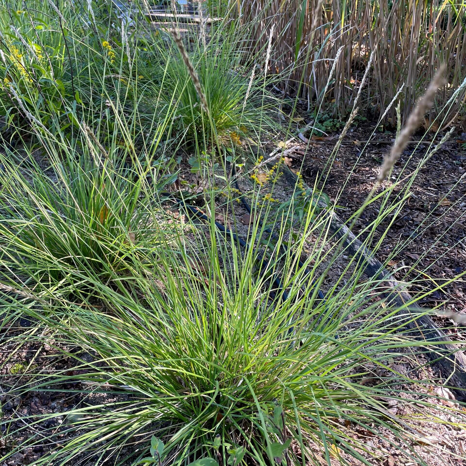 Chinaschilf 'Kleine Fontäne' (Miscanthus sinensis 'Kleine Fontäne')