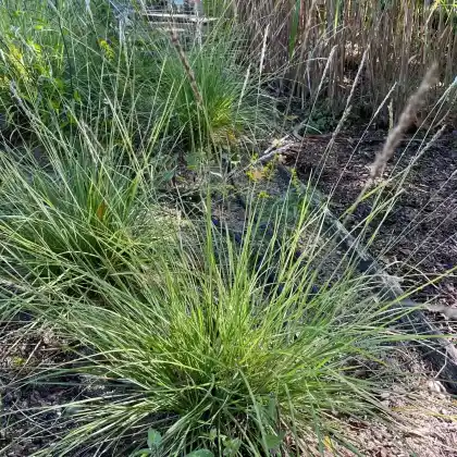 Foto von Chinaschilf 'Kleine Fontäne' (Miscanthus sinensis 'Kleine Fontäne')