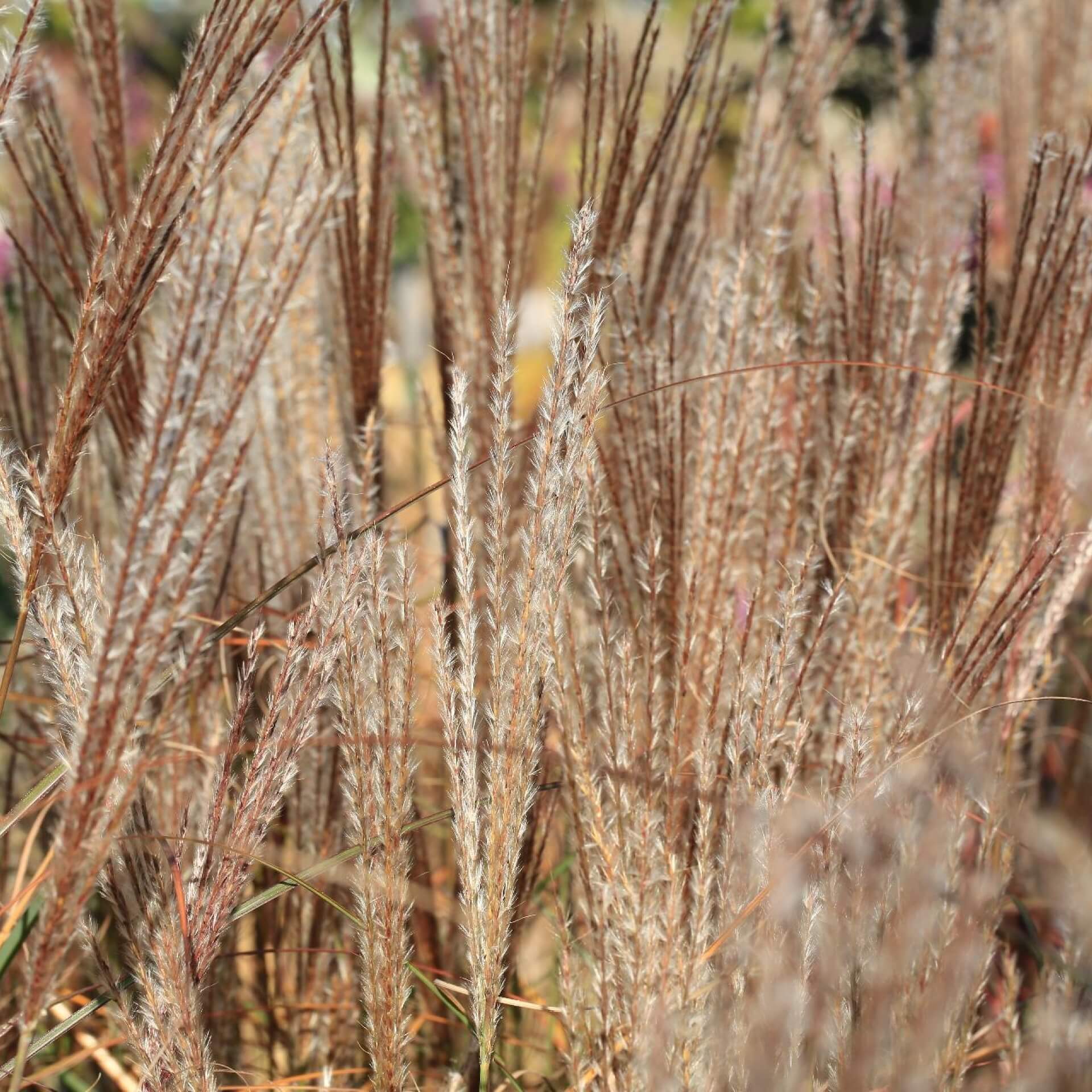 Chinaschilf 'Kleine Silberspinne' (Miscanthus sinensis 'Kleine Silberspinne')